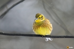 Keltasirkku on värikäs lintu