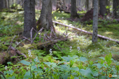 Oravanmarjametsaa