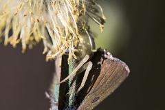 Kukkahämähäkki on hämännyt kangasperhosta  piiloutumalla pajunkissaan