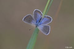 Sinisiipilaji