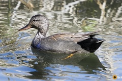 Harmaasorsassa on monta harmaan sävyä