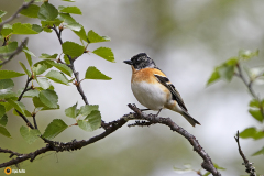 Järripeippo on kaunis lintu