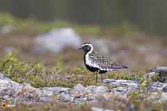 Kapustarinta on kaunis kahlaajalintu