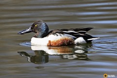 Lapasorsa on varustettu komealla nokalla