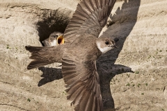 Törmäpääsky käy ruokkimassa poikasiaan