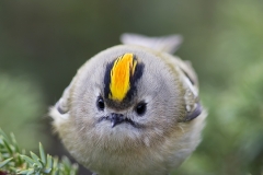 Hippiäinen on pieni, mutta pullean pörröinen