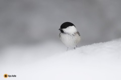 Hömötiainen lumihangella