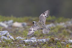 Kapustarinta nousee siivilleen