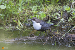 Koskikara on kerännyt evästä jälkikasvulle