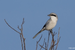 Lapinharakka eli isolepinkäinen tähystää saalista