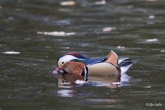 Mandariinisorsakoiras on todella eksoottisen näköinen tarhakarkulainen.
