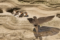 Törmäpääskyllä on kova urakka poikasten ruokinnassa