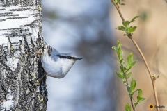 Pähkinänakkeli on Etelä-Savossa harvinaisempi vieras