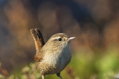 Peukaloinen on pieni, mutta terhakka