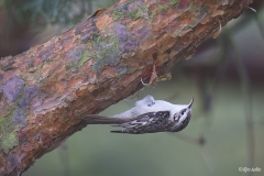 Puukiipijä pysyy pitkillä kynsillään vaikka oksan alapuolella