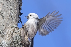 Pyrstötiainen pesän rakennusaineita keräämässä