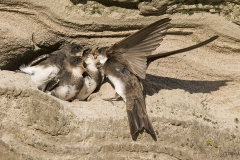 Törmäpääskyllä pitää kiirettä, kun pesäkolon suuaukko on täynnä nälkäisiä suita