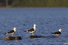 Selkälokki on nykyisin silmälläpidettävä laji. Mielikseenhän näitä katselee.
