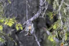 Sinipyrstö laulaa vanhassa metsässä
