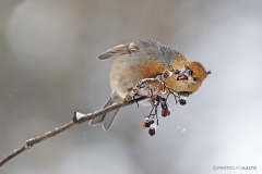 Taviokuurnanaaras ahmii pohlajanmarjoja