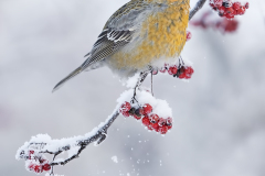 Keltainen taviokuurnanaaras on hieno punaisten pihlajanmarjojen joukossa