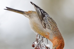 Taviokuurnanaaras  on kaunis ja melko luottavainen