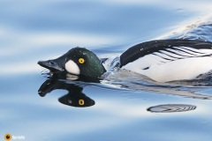 Telkkäkoiraan heijastuksia