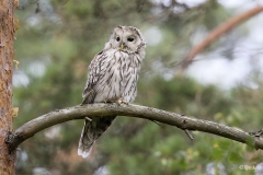 Viirupöllö on pöllöistä arimpia, paitsi pesällään