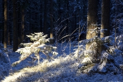 Ensilumi valokeilassa
