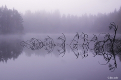 Kelo sumussa Ylä-Säynätjärvellä