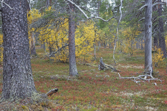 Kiiloselkää