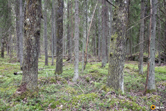 Kuituran vanhoja haapoja