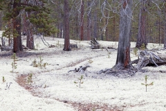 Polku jäkäläkankaan keskellä Inarissa