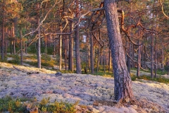 Poronjäkäläkalliota Puulan saaresta
