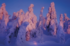 Laskevan auringon valaisemat tykyt Iso-Syötteellä