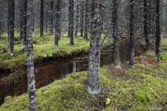 Sammalmetsää Ylä-Säynätjärven maisemissa