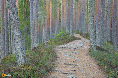 Kuhmon Sinisen polun harjannetta