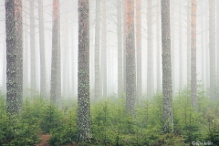 Aamusumu metsässä Mikkelin Kalevankankaalla