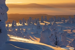 Tykkyjä aamuvalossa