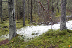 Ensilunta Konijärven metsässä