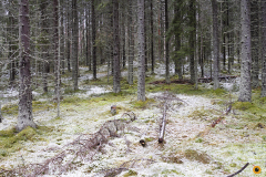 Ensilunta Säynätin metsässä