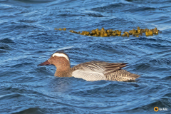 Utö-pönö1 – Heinätavi
