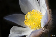 Kangasvuokon auennut kukka paljastaa heteet ja emit