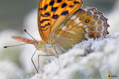 Keisarinviittanaaras aterioi
