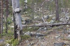 Kivistä metsää