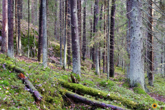 Konijärven hienoa metsää