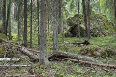 Kuituran metsää