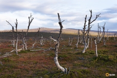 Pulmankijärven kuollutta  koivikkoa