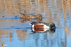 Lapasorsat hakevat ravintoa