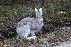 Osin kesäpukuinen metsäjänis